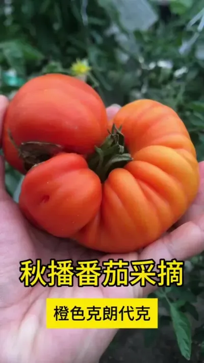 秋播盆栽番茄的采摘，橙色大果品种（橙色克朗代克），沙瓤无酸真好吃！#阳台种植 #新鲜采摘 #记录我的种植生活 #番茄
