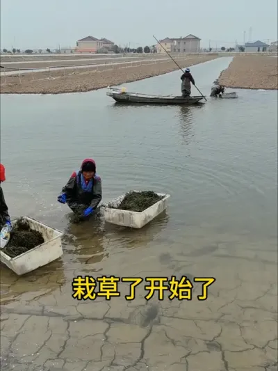 我们大水放苗环沟不栽草 #水产养殖 #养蟹发哥 #河蟹养殖 #水草
