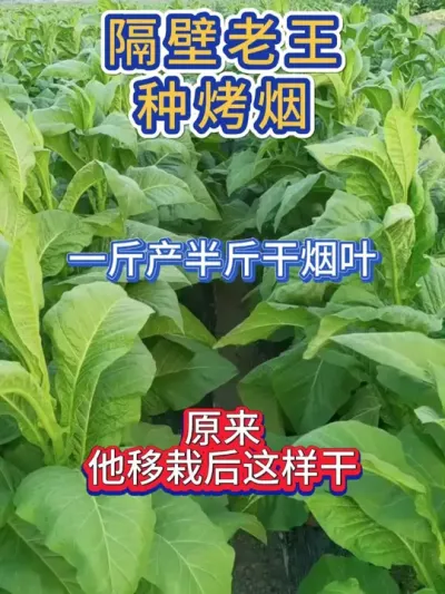 为什么隔壁老王能一斤产半斤干烟叶，原来他在烤烟移栽后做了这事 #烤烟 #烤烟种植技术与管理 #烤烟种植 #烤烟种植户 #农业种植
