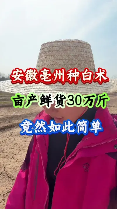 白术种植 安徽亳州种白术亩产鲜货30万斤竟然如此简单 #白术种植 #白术管理 #药材种植 #药材管理