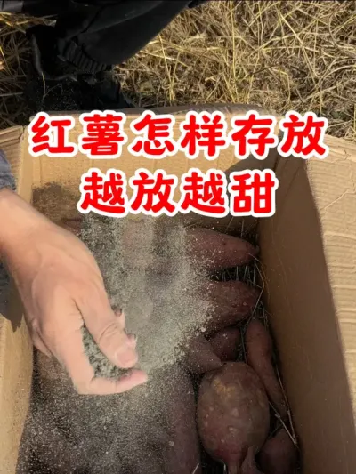 红薯怎样存放越放越甜 #红薯 #红薯储存 #我的乡村生活 #新农人计划2024 #关注我一起学种菜 @DOU+上热门 @DOU+小助手