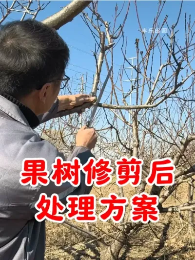 果树修剪后的处理方案，避免树木腐烂发霉干枯，明年长势更好，结果更多#果树修剪 #果树管理 #树木伤口愈合剂 #修剪树枝 #服务三农支持三农