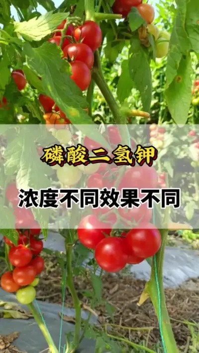磷酸二氢钾浓度不同效果不同#磷酸二氢钾的作用与用途 #磷酸二氢钾 #番茄种植技术 #磷酸二氢钾的功效 #叶面肥磷酸二氢钾