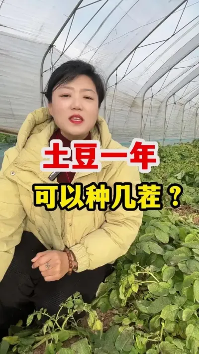 土豆种植一年到底可以种几茬#土豆高产种植 #种植小技巧 #