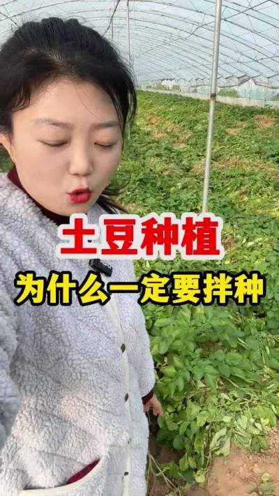 土豆种植为什么一定要拌种呢#土豆高产种植 #土豆 #马铃薯