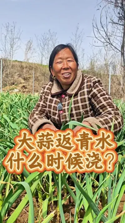 大蒜返青水怎么浇#大蒜种植 #蔬菜种植 #种植小技巧#生菜杨姐