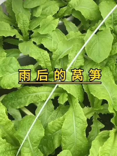 下雨了还要去楼顶看自己种的菜，种菜人都有这特殊的嗜好吗？#楼顶菜园 #记录我的种植生活 #自己种的纯天然的绿色蔬菜 #我的小菜园 #我爱种菜