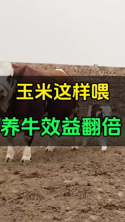 玉米这样喂，养牛效益翻倍#养殖户 #全国养牛人 #肉牛养殖 #自繁自养 #西门塔尔