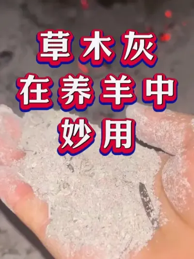 草木灰在养羊中的妙用 #养羊 #三农 #新手养羊 #牛羊养殖
