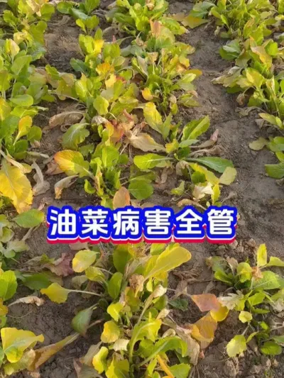 油菜各种病害防治 #油菜 #油菜病害防治 #今日三农爆款