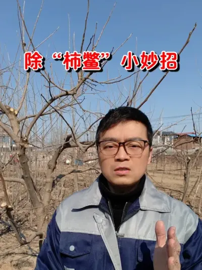 柿子树#蚧壳虫 防治，30秒学会，除#柿鳖小妙招#柿子树蚧壳虫专用药 #柿子树 #果树种植