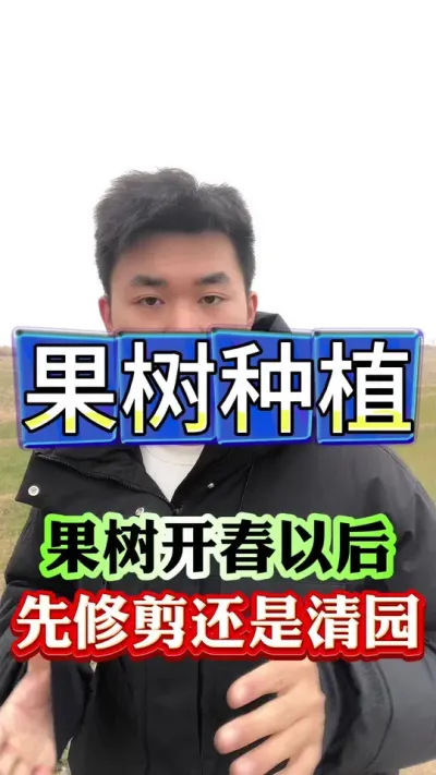 果树开春先修剪还是先清园#果树种植 #果树管理 #果园管理 #病虫害防治