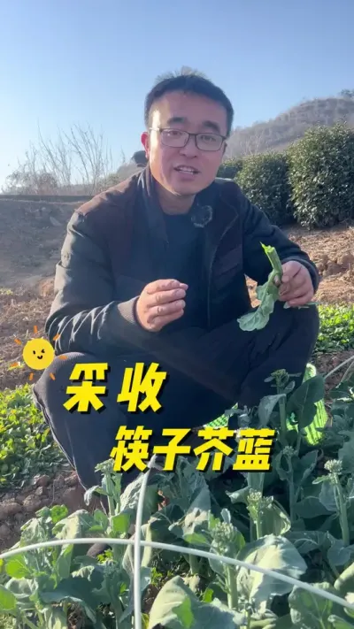 哎，来采收筷子芥蓝了，细细的#关注我一起学种菜 #我的小菜园 #种植小技巧 #我爱种菜 #种菜