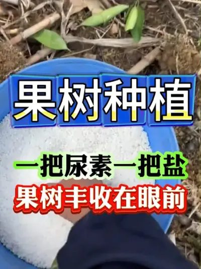 果树高产种植秘诀#果树种植 #果树管理 #果园管理