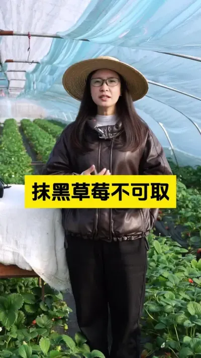 草莓价格一路回升，感谢各位莓友们的热爱！#启明大师姐 #草莓种植管理技术和方法 #农业技术推广 #农业种植 #草莓种植