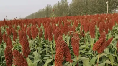 高粱的超高产种植管理技术#分享农业技术助力农民增产增收 #分享农业技术知识传播正能量 #郭佩午#来抖音学农技 #好运捷达一路顺 #粉丝一千万上热门入口