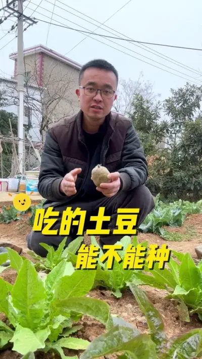 菜市场买的土豆能不能种植？种植后和土豆种种植的有哪些区别？#种植小技巧 #关注我一起学种菜 #每天分享蔬菜种植技巧 #传播农业小知识 #种菜小技巧