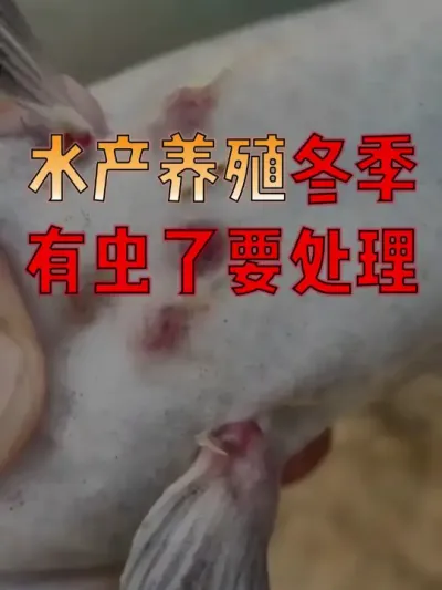 #水产人  速看！#水产养殖  鱼体有虫了，影响收益，还是要处理一下的！#水产养殖技术  #水产