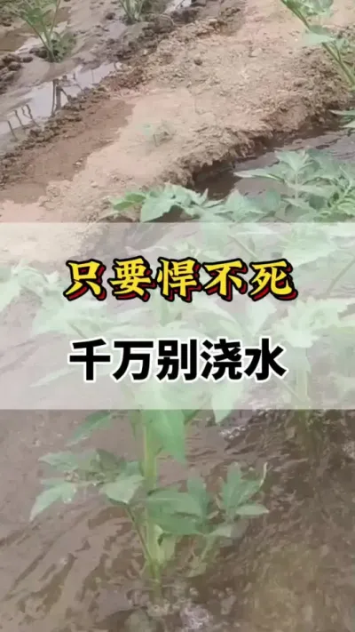 只要焊不死，千万就别浇水#番茄浇水口诀 #番茄种植技术 #西红柿种植技术 #西红柿种植技术与管理法 #西红柿的种植技术