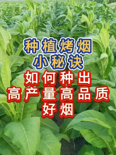 如何种植高产量高品质的烤烟 具体怎么做才能如何种出高产量高品质的烤烟#烤烟 #烤烟种植技术与管理 #三农 #烤烟种植技术与管理 #服务三农支持三农