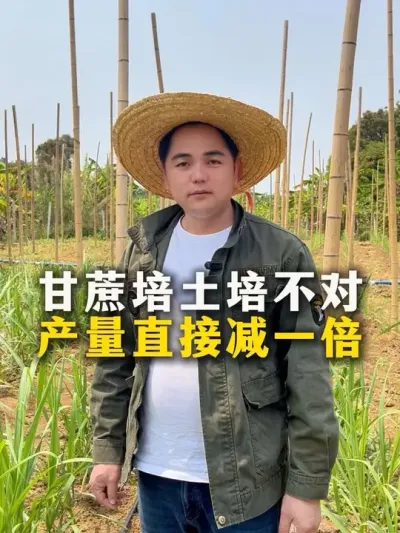 甘蔗培土培不对，产量直接减一半#种植小技巧 #甘蔗种植 #增产增收小配方 #农业种植 #分享三农知识帮农民增产增收