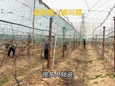 关于葡萄避雨棚上下膜问题，我们应该在什么时间上膜最合适？#农业种植 #果园管理 #葡萄种植 #三农#避雨棚
