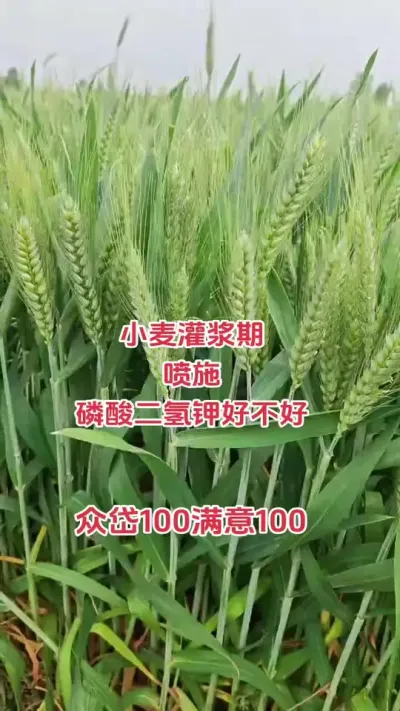 小麦扬花后多少天是灌浆期#抖音助农#小麦#种植#新农人#高产小麦 #新农人