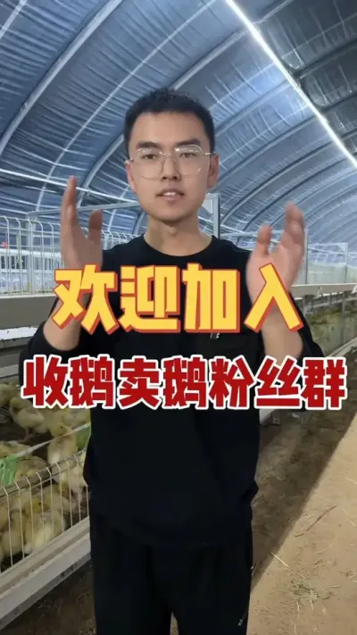 很多养殖朋友养好了大鹅发愁销路？很多收鹅老板价格高收不到大鹅？别发愁，我建了一个全国收鹅卖鹅回收大群！欢迎收鹅，养鹅，卖鹅的老板进入！评论区留言，我拉您进入！#我的养殖生活 #抖音助农 #养鹅技术分享