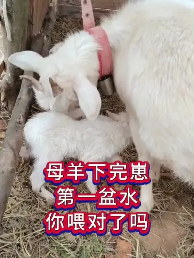 母羊下完崽第一盆水，你喂对了吗 #养羊人  #养羊技术  #养羊经验   #养羊