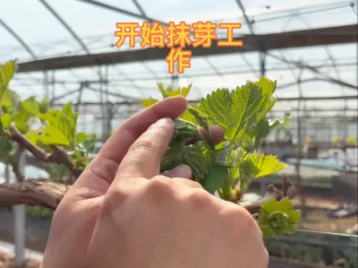 葡萄发芽长叶了，需要开始进行抹芽工作了#葡萄种植 #种植 #抹芽定枝 #抹芽 #农业种植