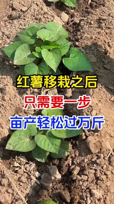 红薯移栽之后做对这一步，亩产轻松过万斤#红薯种植#红薯移栽#红薯施肥#红薯管理#红薯高产