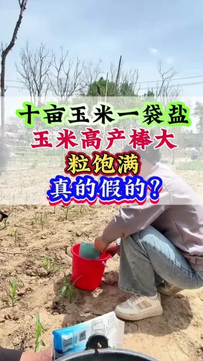 十亩玉米一袋盐，玉米高产棒大粒饱满，真的假的？ #玉米 #玉米管理 #玉米高产 #玉米种植#种玉米