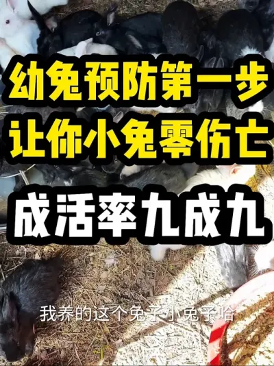 满月幼兔预防管理方法 #养兔子注意事项 #养兔三分靠管理七分靠技术 #科学养兔#满月幼兔预防 #关注我教你养兔子