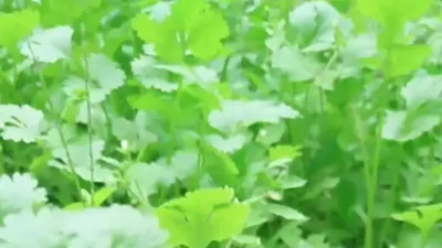 青菜的科学种植技术#有机种植 #在家种菜 #蔬菜种植技术 #关注我一起学种菜 #蔬菜增产小妙招