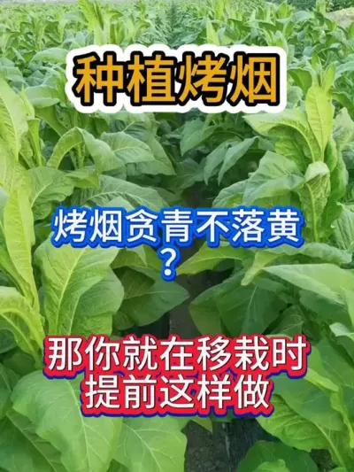烤烟移栽时这样做，提前防止贪青晚熟 #烤烟种植技术与管理 #烤烟种植 #烟草种植 #烟草种植 #农业种植