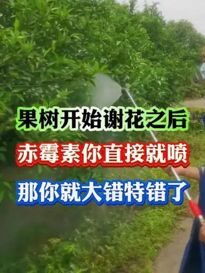 果树谢花之后，赤霉素买回来直接喷就大错特错了#果树种植 #果树管理 #果园管理