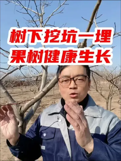 树下挖坑一埋，果树健康生长 #地下害虫防治 #果树管理 #三农种植 #新农人计划2025 #来抖音学农技