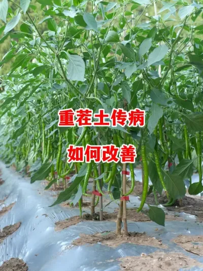 重茬种植辣椒土传病害如何才能正确的解决#辣椒种植 #辣椒 #小米辣 #线椒 #来抖音学农技