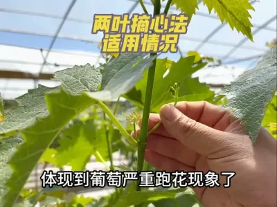 葡萄种植当中，什么情况下才适用两叶摘心法？#葡萄种植 #三农 #果园管理 #种植大棚 #技术分享