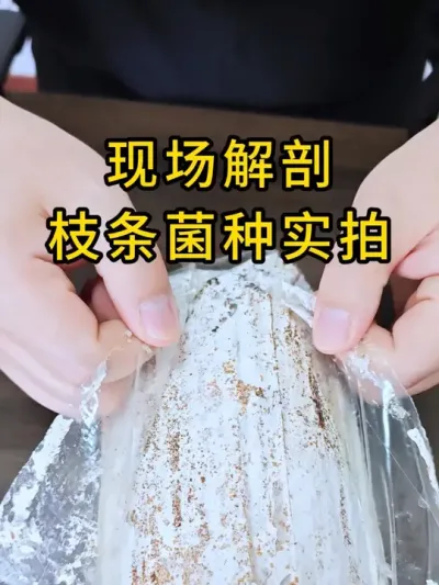 平菇大基地，一般用枝条菌种比较多，现场解剖枝条菌种实拍，菌丝健壮发菌速度快。#平菇种植 #平菇菌种 #食用菌栽培种 #栽培种