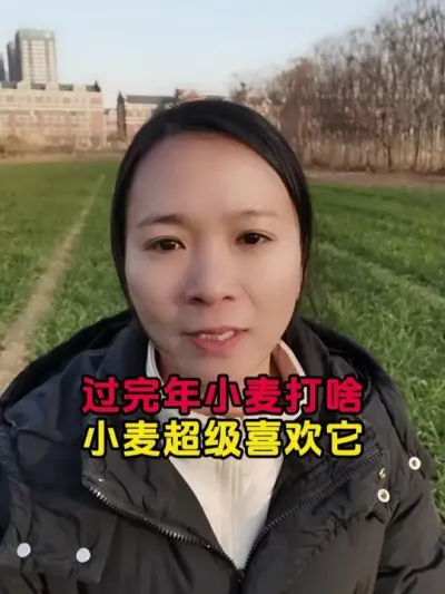 小麦年后管理技术 #小麦种植 #小麦高产技术 #小麦