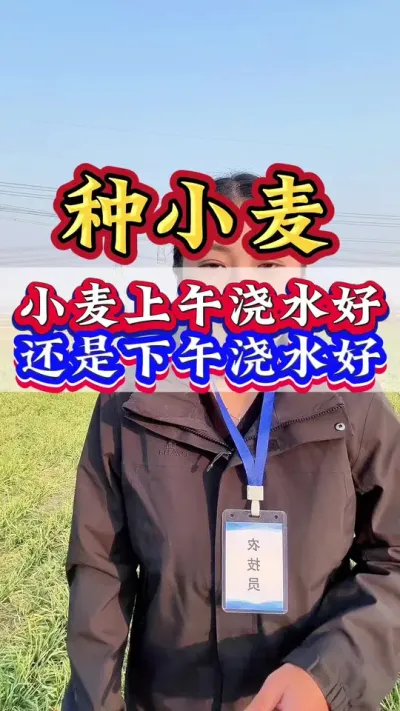 小麦上午浇水好还是下午浇水好#小麦#小麦高产技术 #小麦种植 #小麦管理 #小麦增产