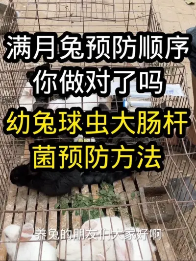 兔子球虫大肠杆菌的预防 #养兔子注意事项 #幼兔球虫 #养兔技术经验分享#养兔三分靠管理七分靠技术 #兔子预防顺序
