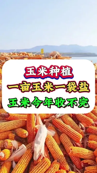 一亩玉米一袋盐，玉米今年收不完#玉米#玉米种植#种玉米#玉米高产#玉米管理