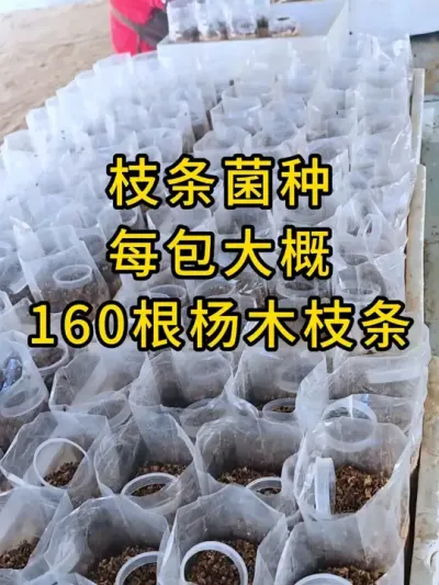 平菇枝条菌种，每包大概160根杨木枝条，能接75-80包出菇菌包，需要菌种的老板联系我#平菇菌种 #食用菌栽培 #平菇种植 #栽培种