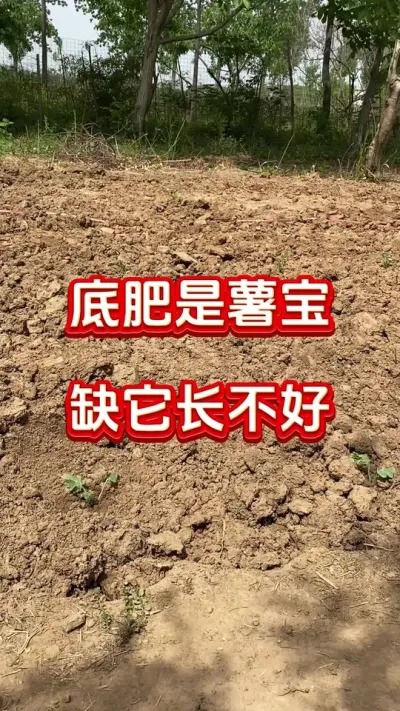 底肥是薯宝，缺它好不了#红薯种植#红薯底肥#红薯管理#红薯高产