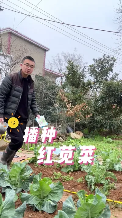 苋菜播种过程？苋菜怎么播种？出苗快？#每天分享蔬菜种植技巧 #关注我一起学种菜 #学种菜 #我爱种菜 #阳台种菜