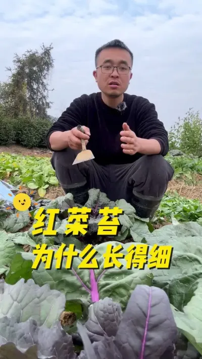 红菜苔为什么长得细？#关注我一起学种菜 #种植小技巧 #我的小菜园 #我爱种菜 #红菜苔