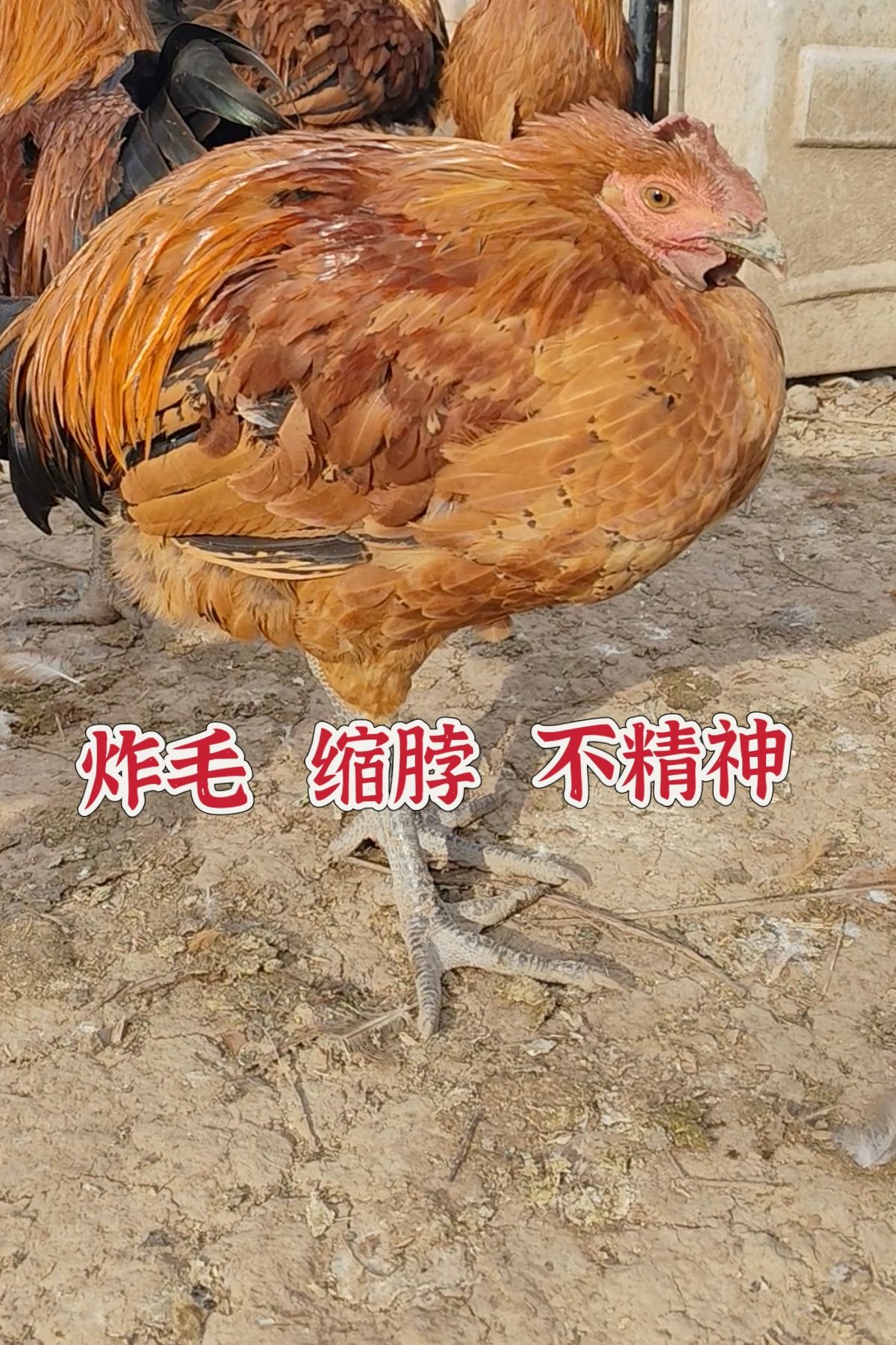 http://static.ixuenong.com/pxn/uploads/prod/thirdfile/2025/05/19005bc499d63b9bf0ed590e18470240.jpg