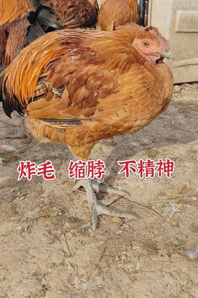 鸡炸毛缩脖个头小，漲气还会吐水，经常挂掉三只五只，这个是鸡得了腺肌胄焱，后期越来越瘦，严重影响养鸡效益，把胄得乐用3-5天即可轻松搞定，点击视频左下角即可下单胄得乐。#服务三农支持三农 #一线兽医工作
